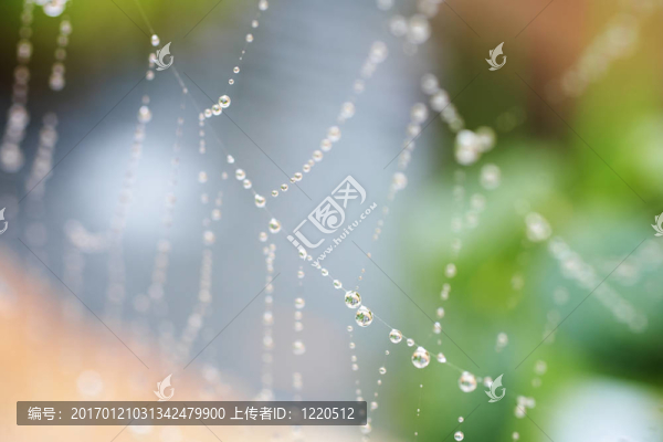 蜘蛛網(wǎng)