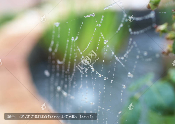 蜘蛛網(wǎng)