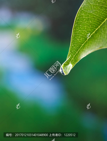 葉的露珠