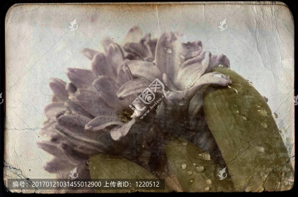 風(fēng)信子