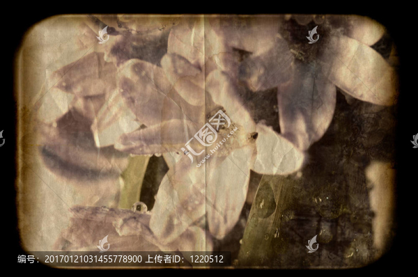 風(fēng)信子