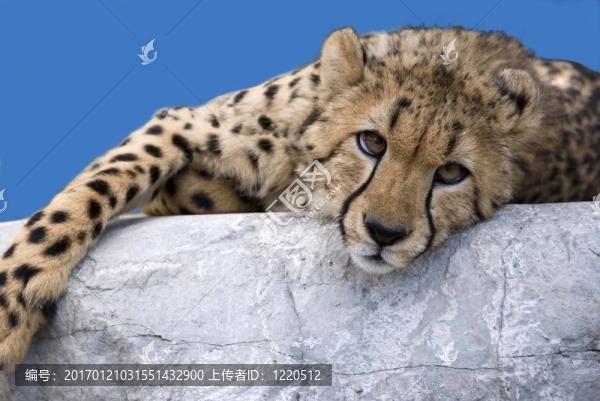 獵豹