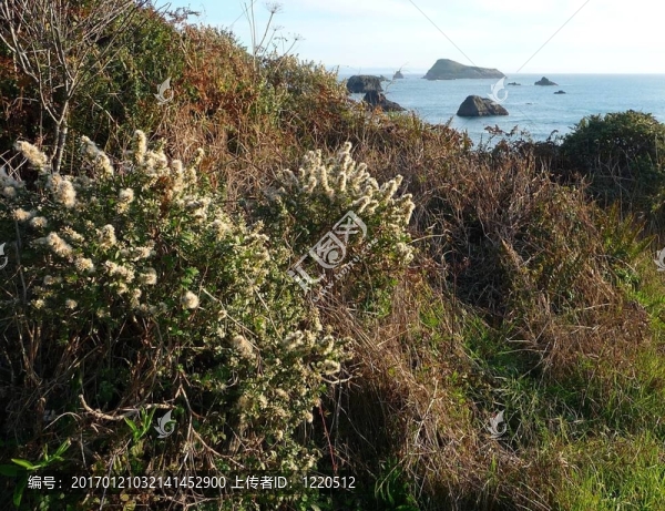 灌木叢生的山坡上俯瞰海岸