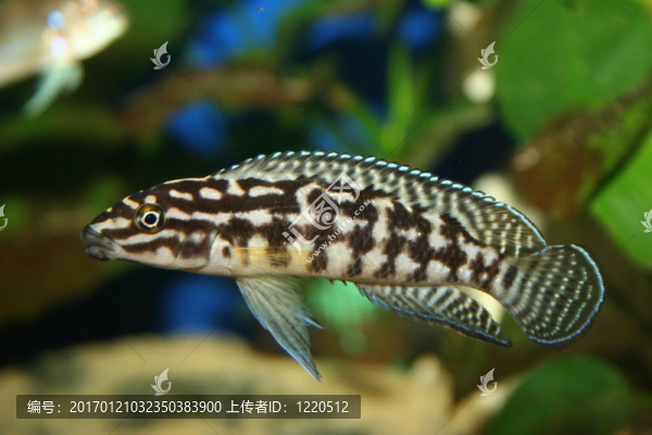 斑帶尖嘴麗魚