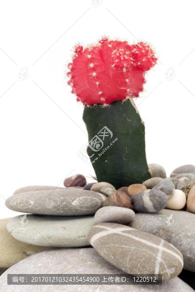 仙人掌