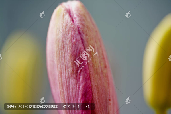 這是給你的芽