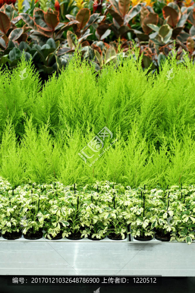 針葉植物