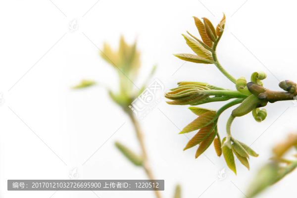 近白色的春天的葉子