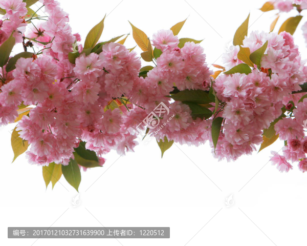 靠近sacura樹(shù)花白色