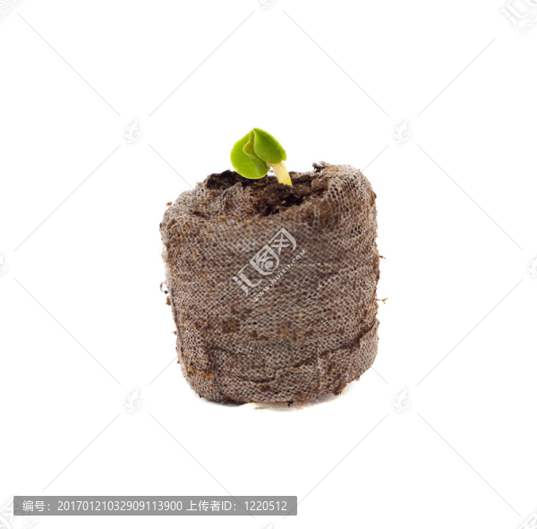 苗