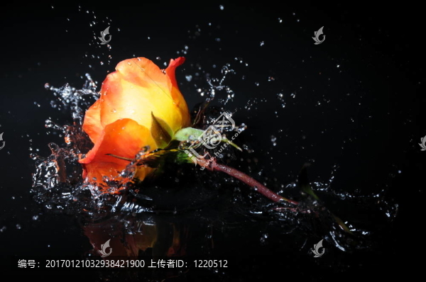 玫瑰色斑