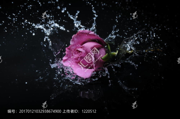 薰衣草玫瑰色斑