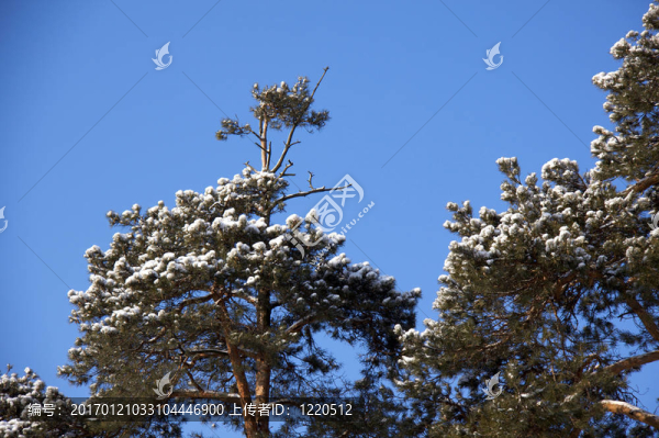 松樹在冬天-匯圖網(wǎng) www.fosd68.com 松樹在冬天