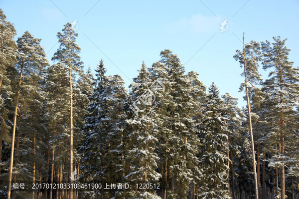 松樹在冬天
