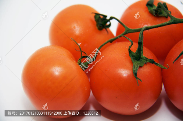 番茄分公司