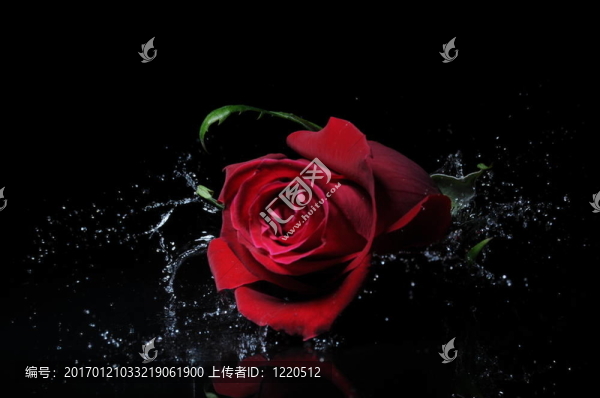 紅玫瑰色斑