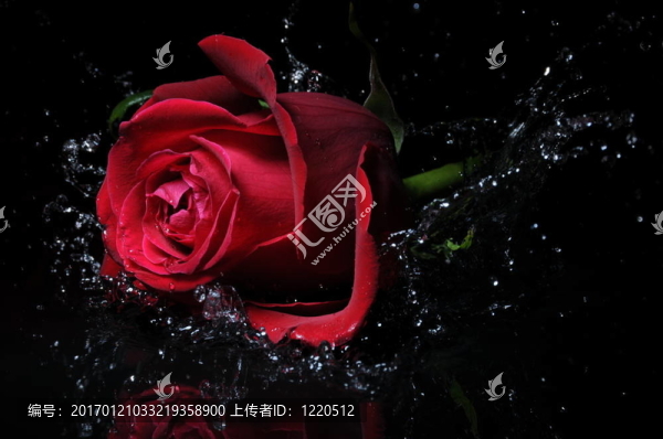 紅玫瑰色斑