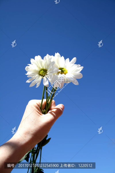 采摘鮮花