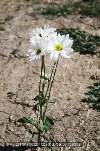 沙漠之花