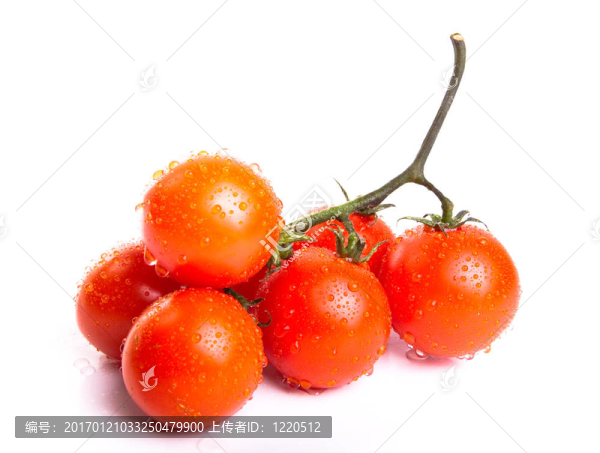 櫻桃番茄枝