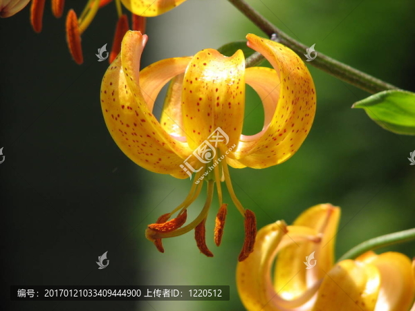 花-匯圖網(wǎng) www.fosd68.com 花