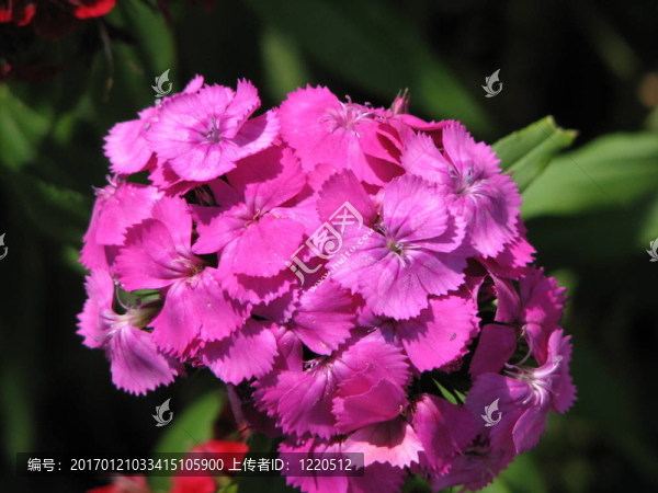 花
