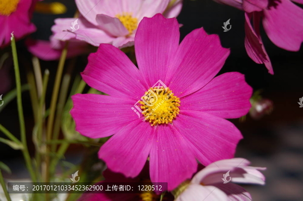 粉紅色的花