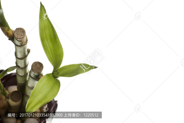 幸運(yùn)竹孤立