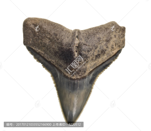 鯊魚牙齒化石白色隔離