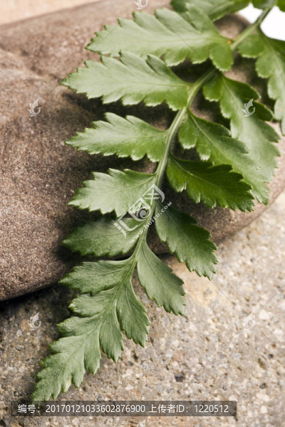 白色背景下的Green,Fern