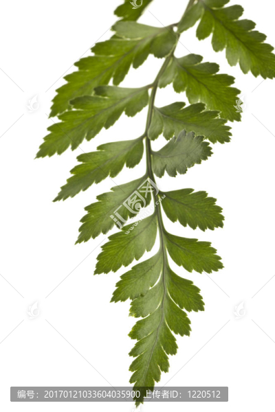 白色背景下的Green,Fern