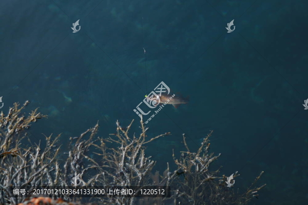 海里的魚(yú)