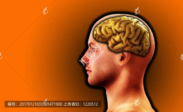 人與腦18