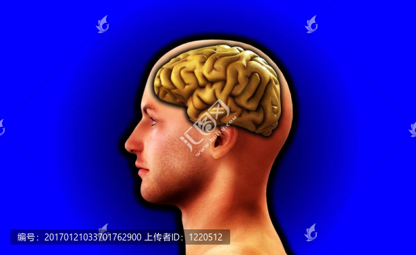人與腦19