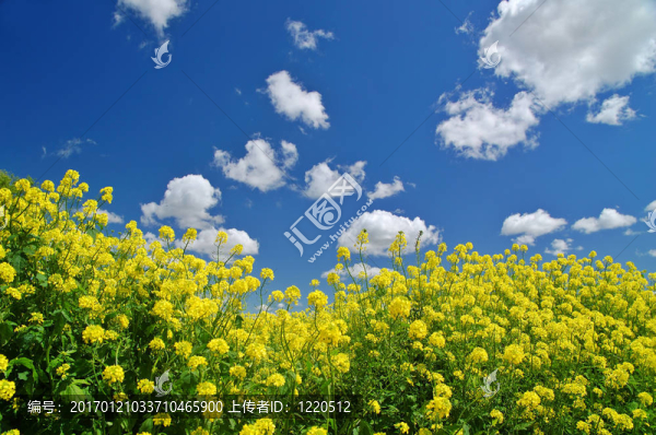 農(nóng)村的春天的草地