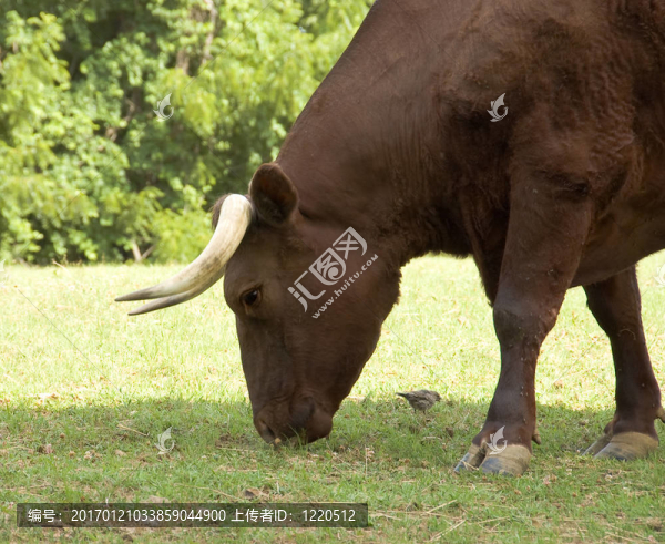 野牛特寫
