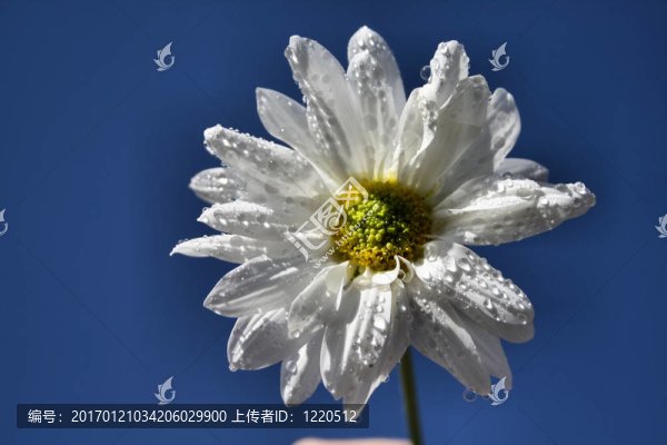 植物美容