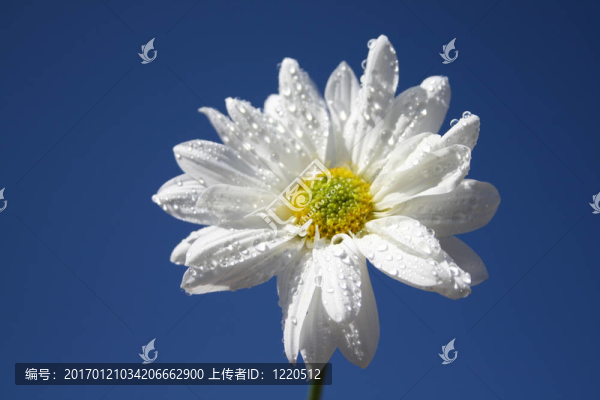 夏季