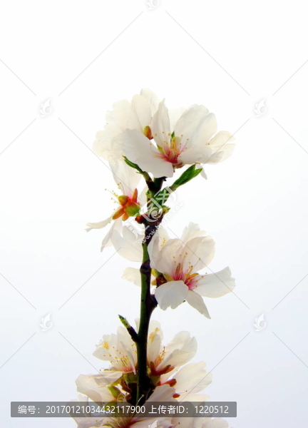 杏仁