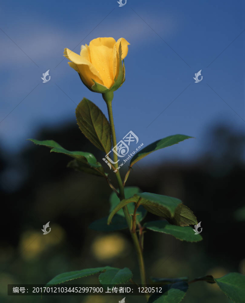 黃玫瑰戶外