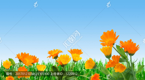 場(chǎng)的春天