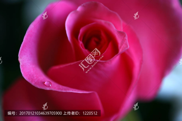 一朵玫瑰
