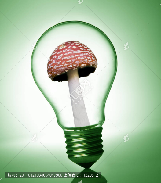 燈泡里的蘑菇