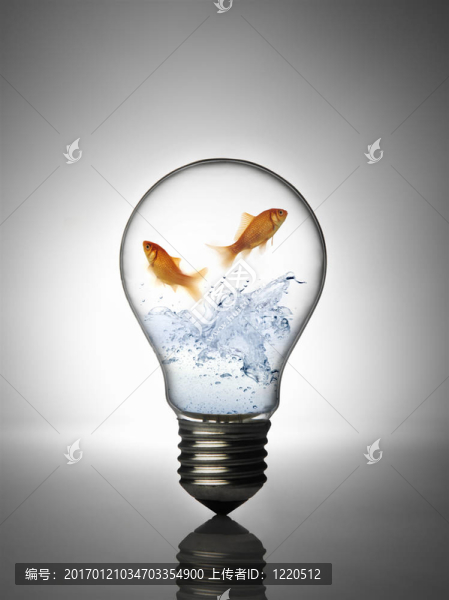 燈泡里的魚