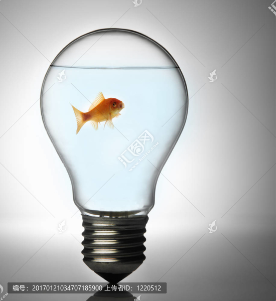 燈泡里的魚