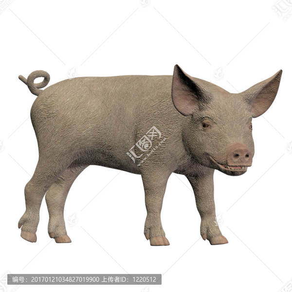 仔豬