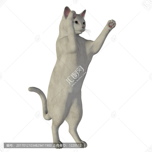 白色的貓