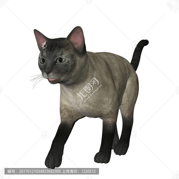 暹羅貓