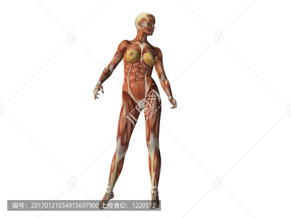 女性軀干顯示肌肉孤立白色