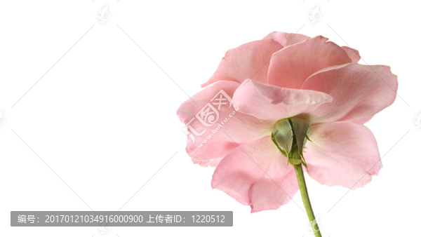 粉紅玫瑰逆向